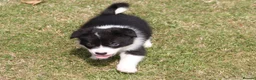Border Collie dogs for sale: Border Collie Puppies for Sale - Advert 2