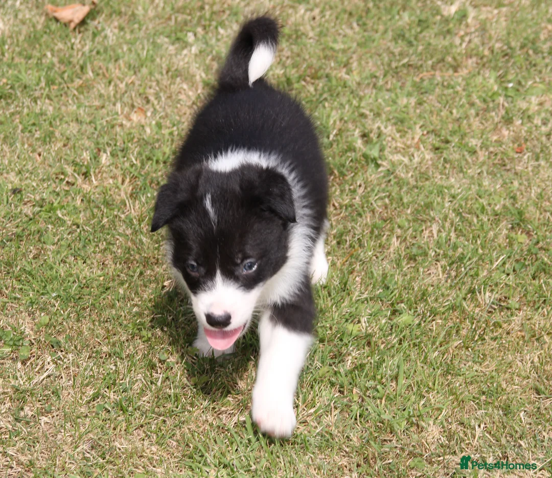 Border Collie dogs for sale: Border Collie Puppies for Sale - Advert 2