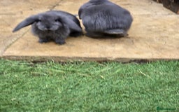 Continental Giant rabbits for sale: Giant french lops - Image 10