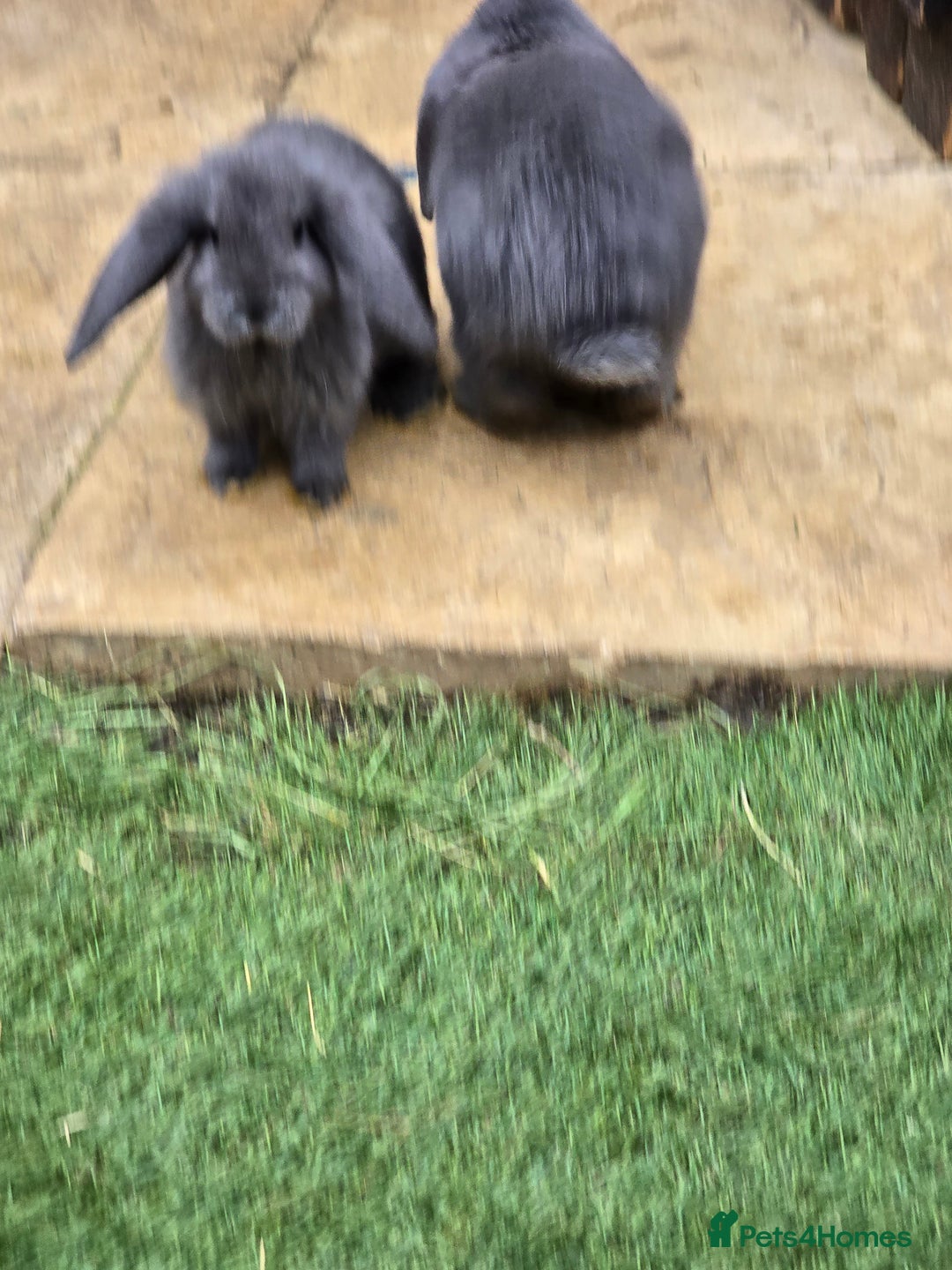 Continental Giant rabbits for sale: Giant french lops - Image 10