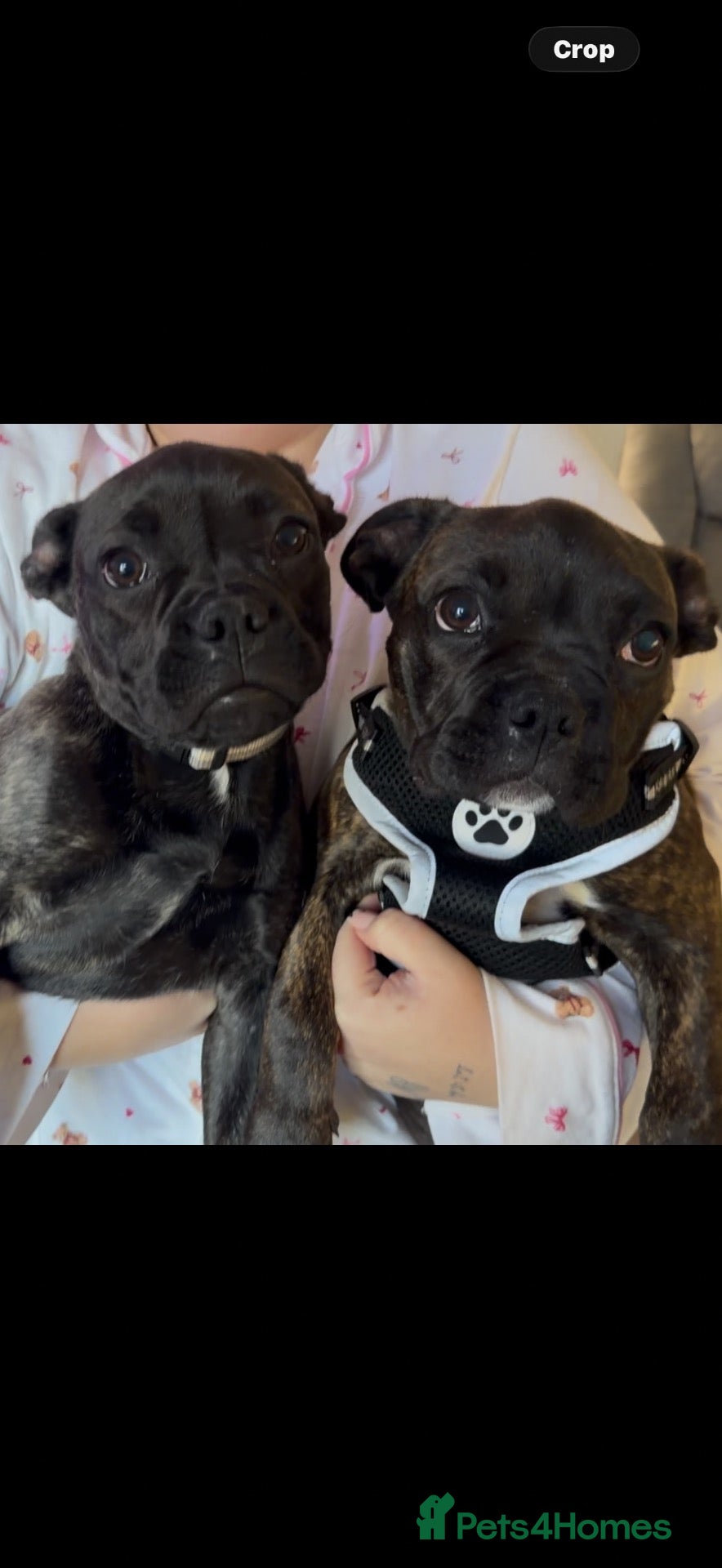 Mixed Breed dogs for sale: Frenchie/pug boxer puppy - Advert 3