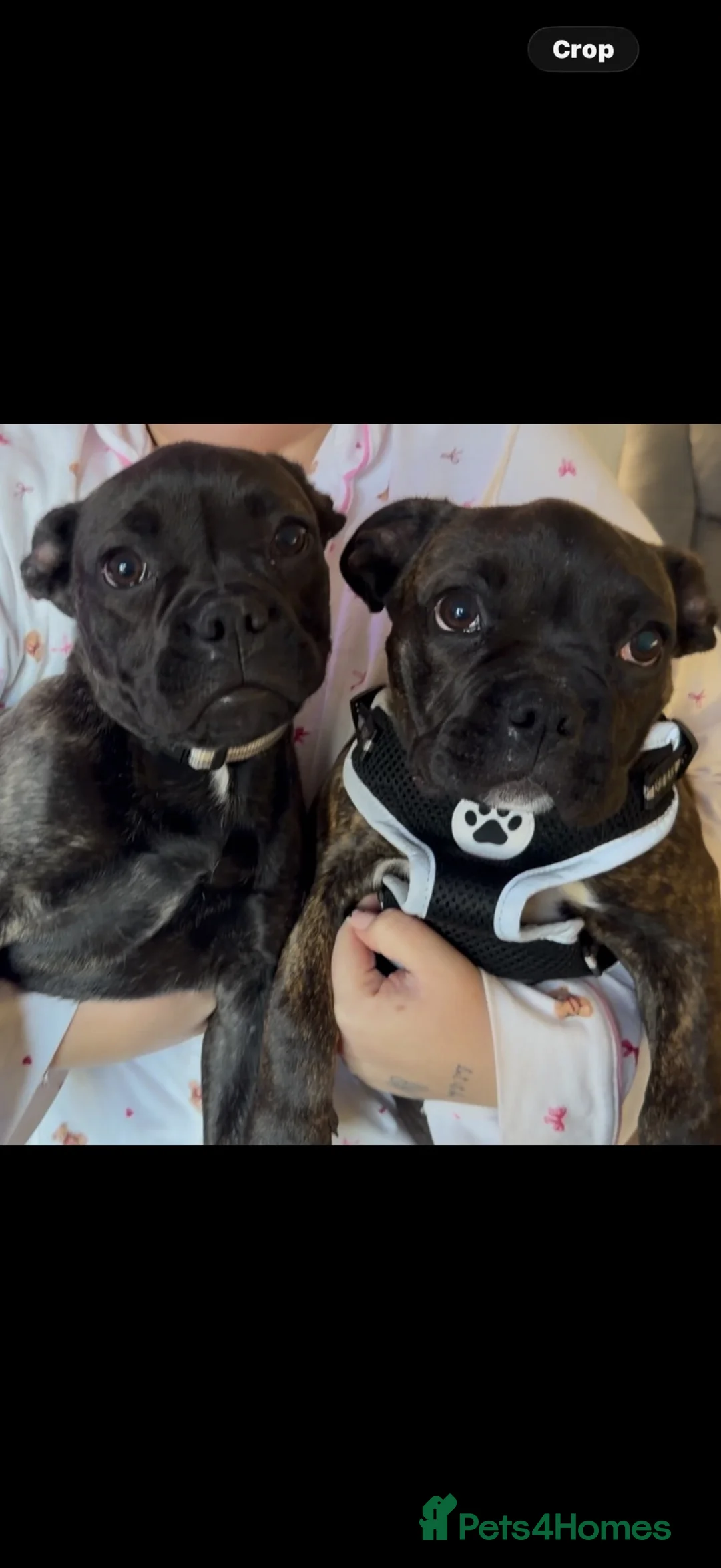 Mixed Breed dogs for sale: Frenchie/pug boxer puppy - Advert 1