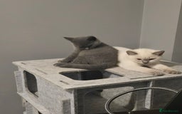 British Shorthair cats for sale: 1 FEMALE LEFT BRITISH SHORTHAIR KITTENS  - Image 11