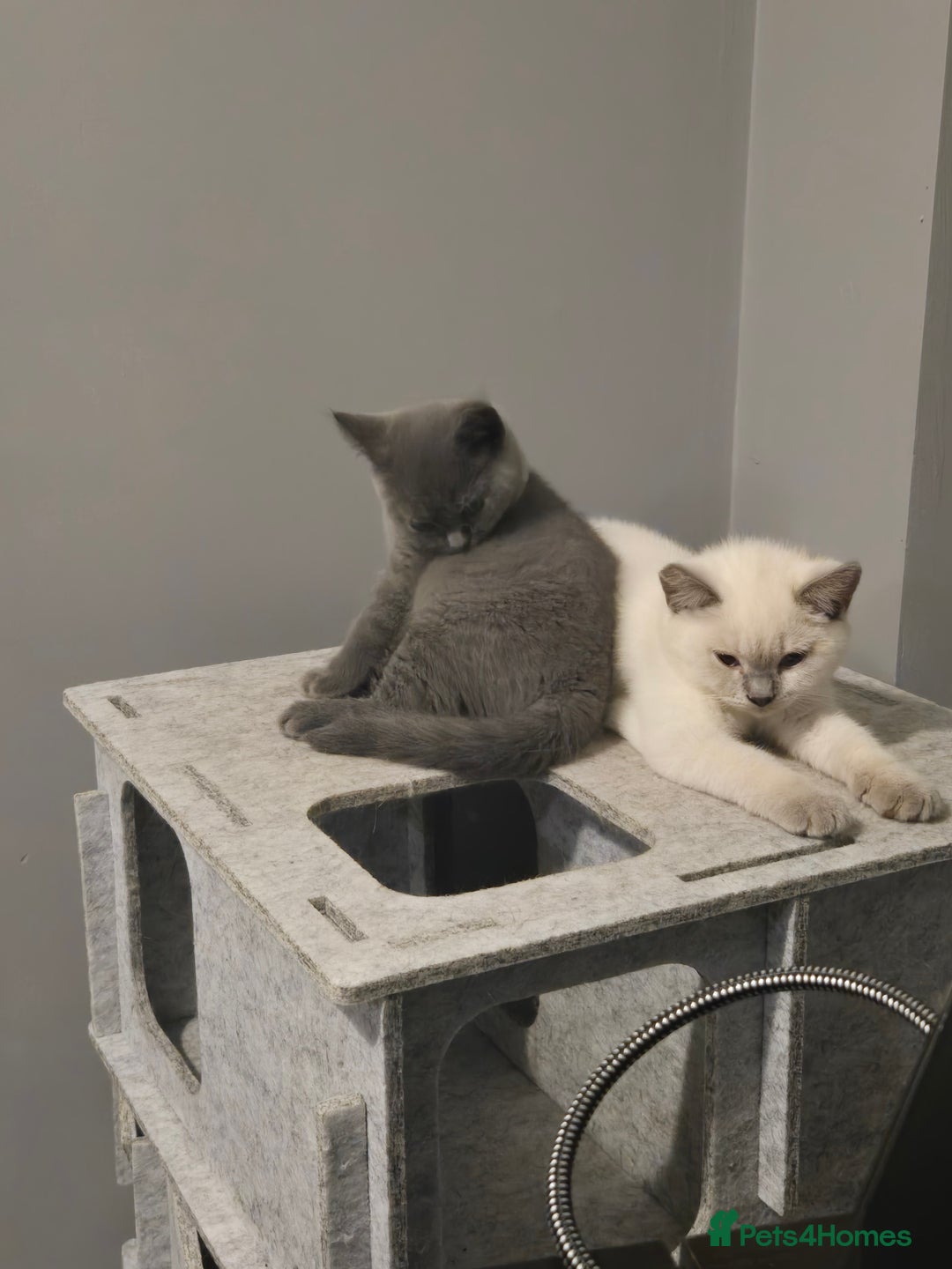 British Shorthair cats for sale: 1 FEMALE LEFT BRITISH SHORTHAIR KITTENS  - Image 11