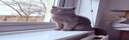 British Shorthair cats for sale: GCCF Blue British Shorthair Female – 1 Year Old - Advert 5