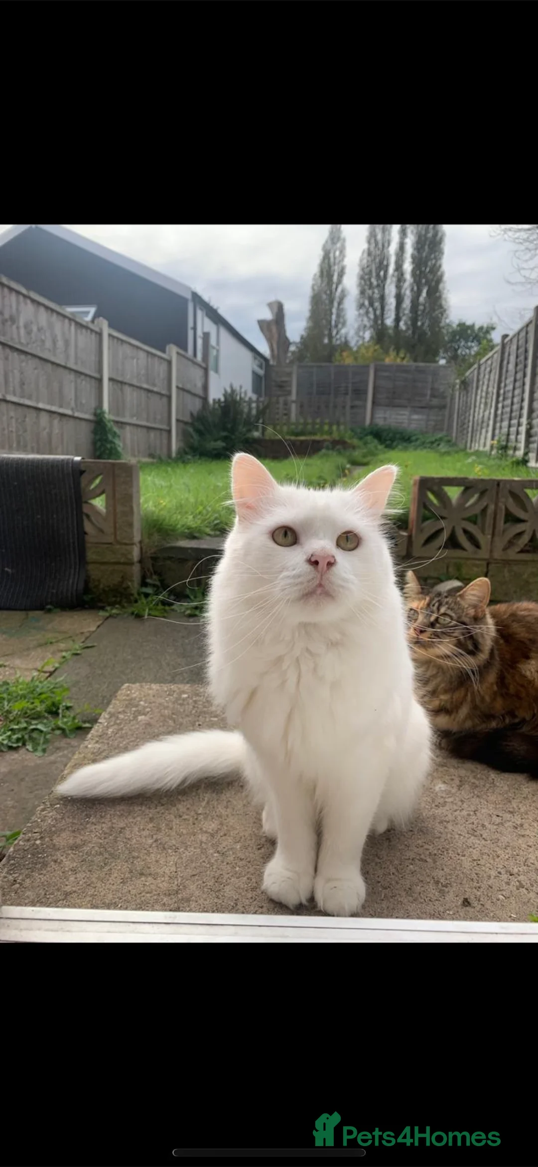 Turkish Angora cats for sale: Male purebred Turkish angora  - Advert 1