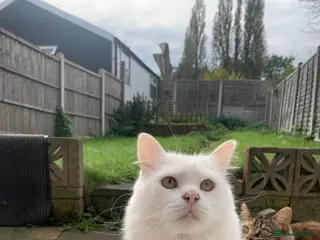 Turkish Angora cats Male purebred Turkish angora - Advert 1