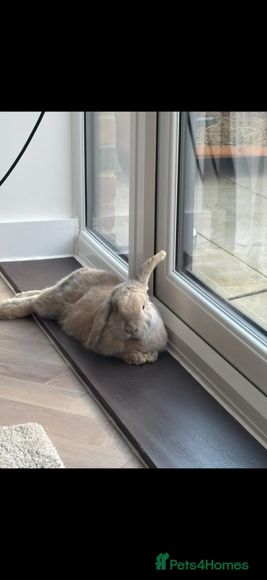Mixed Breed rabbits for sale: Two male bunnies  in Herne Bay - Advert 2
