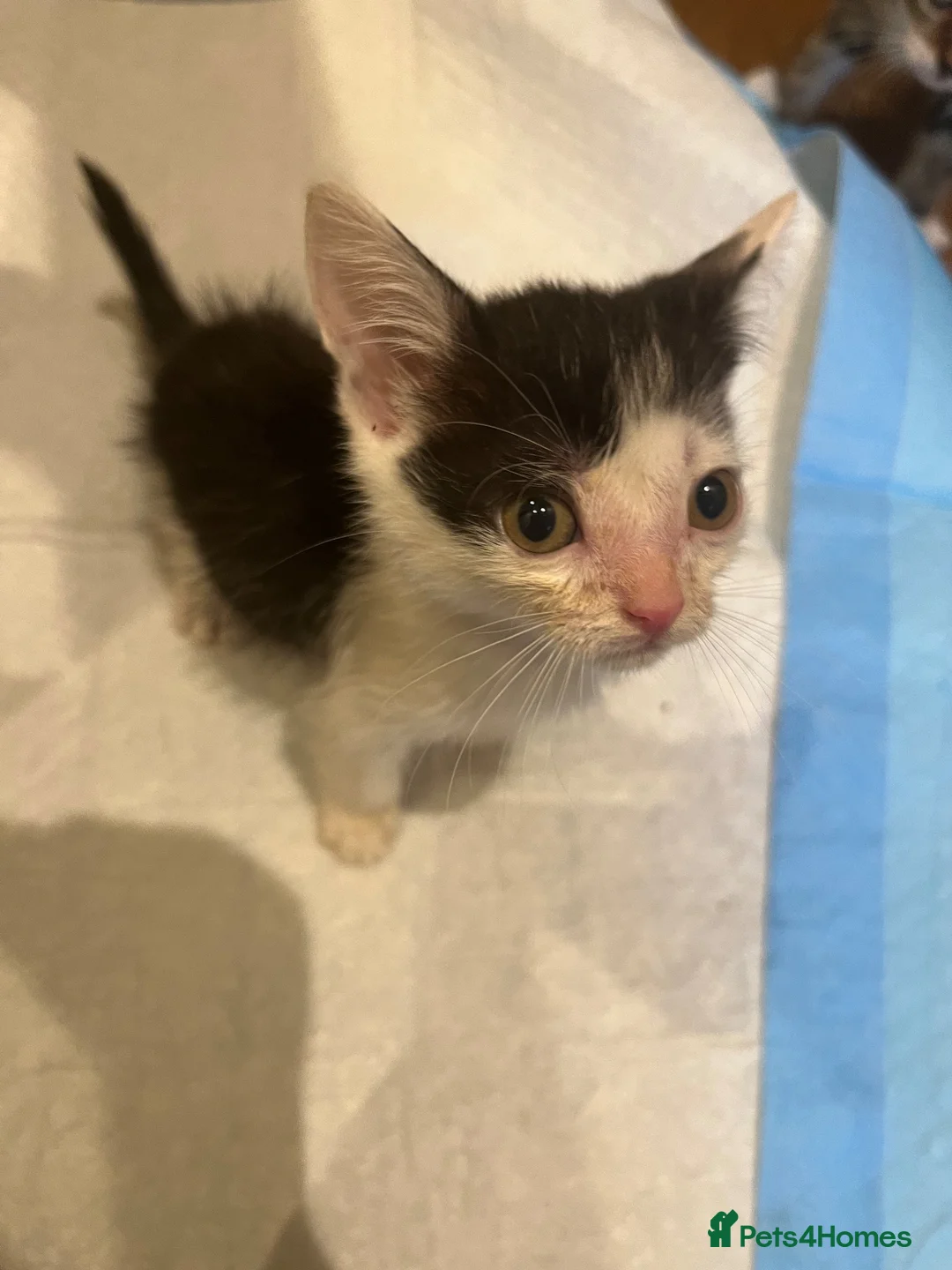 Mixed Breed cats for sale: Kittens for sale in Bromley - Advert 6