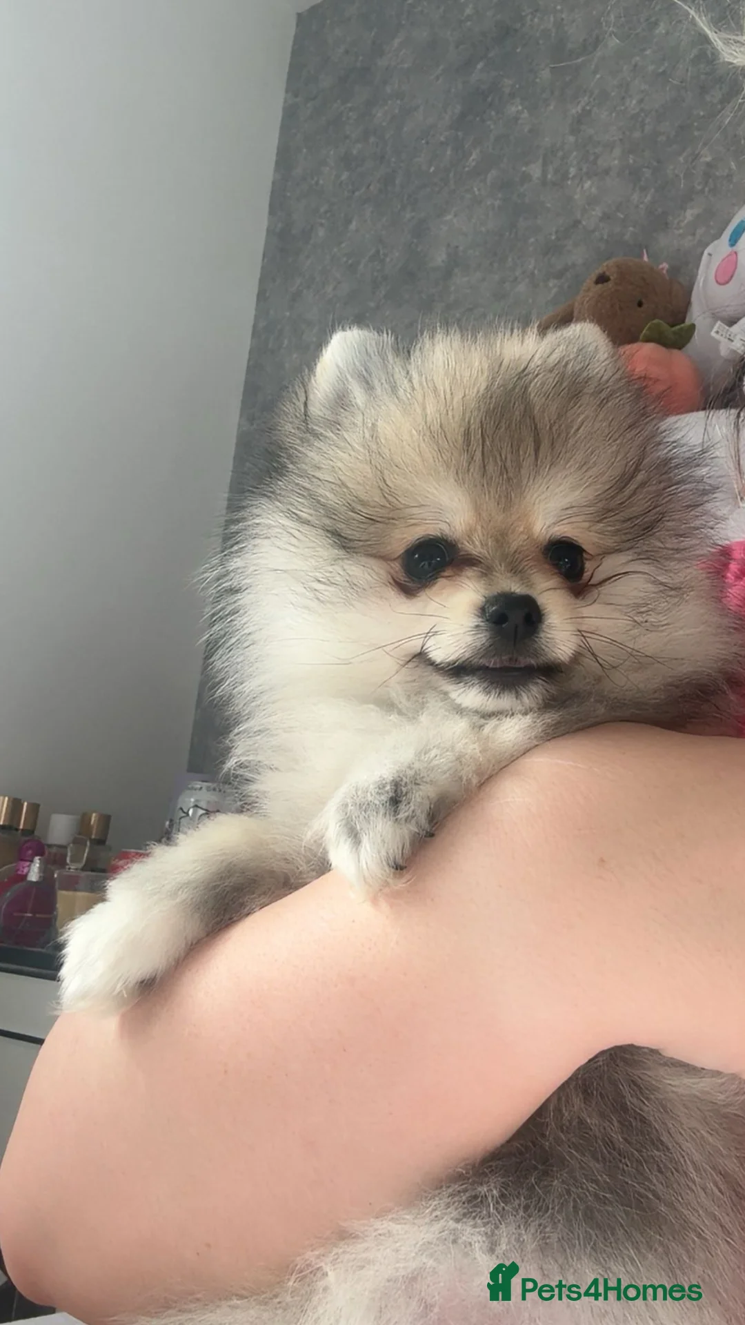 Pomeranian dogs for sale: 🎀fluffy female Pomeranians🎀LAST ONE!!! - Advert 2