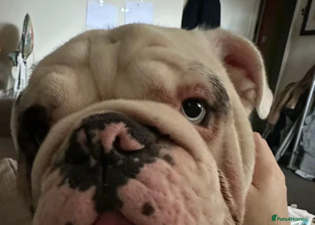 English Bulldog dogs for sale: Reggie looking for 5 star home  - Advert 35