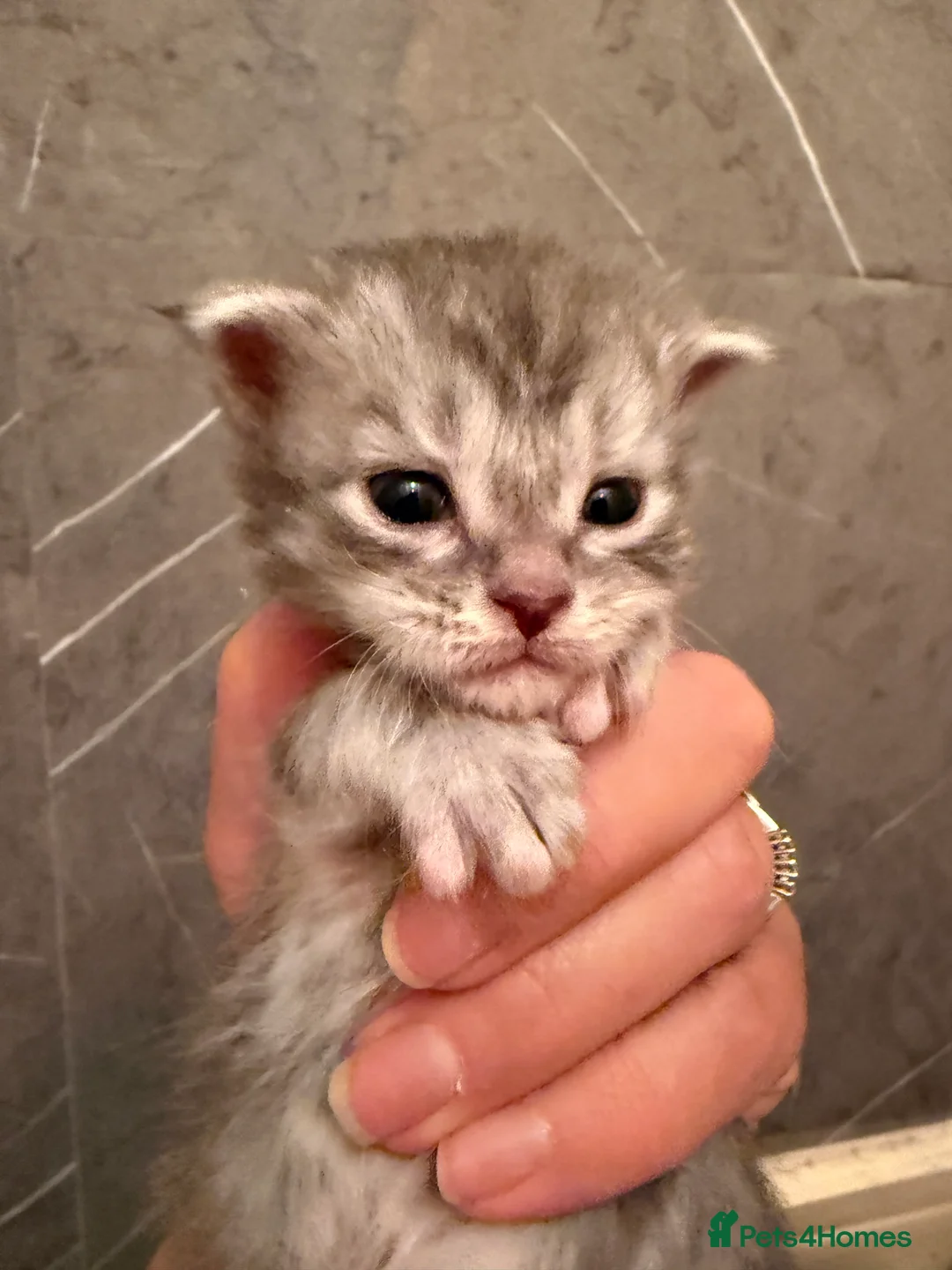 Maine Coon cats for sale: 👑 Stunning pedigree Maine coon kittens 👑  - Advert 3
