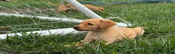 Goldador dogs for sale: Beautiful Red Goldador KC Reg Parents - Advert 10