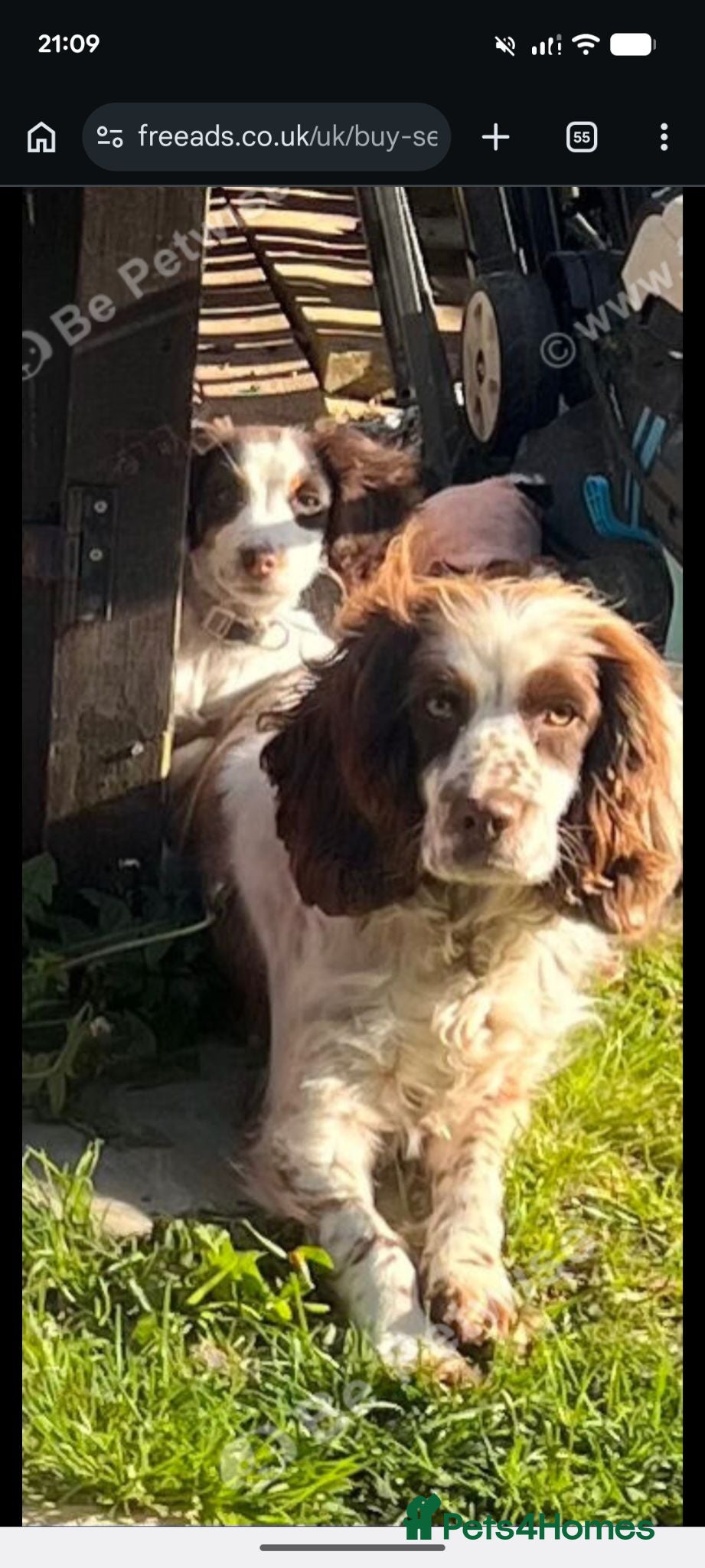 Sprocker dogs Beautiful sprocker girl  - Advert 6