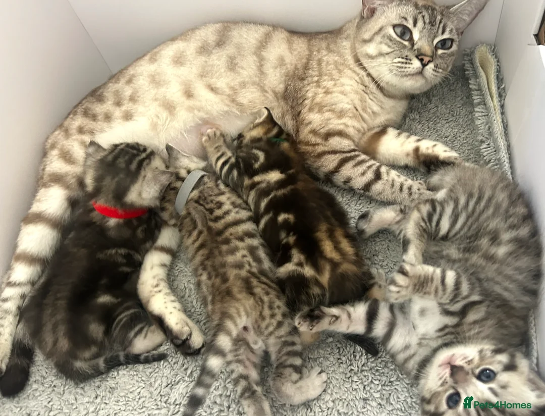 Bengal cats for sale: 4 Adorable Purebred Bengals for Sale in Twickenham - Advert 1