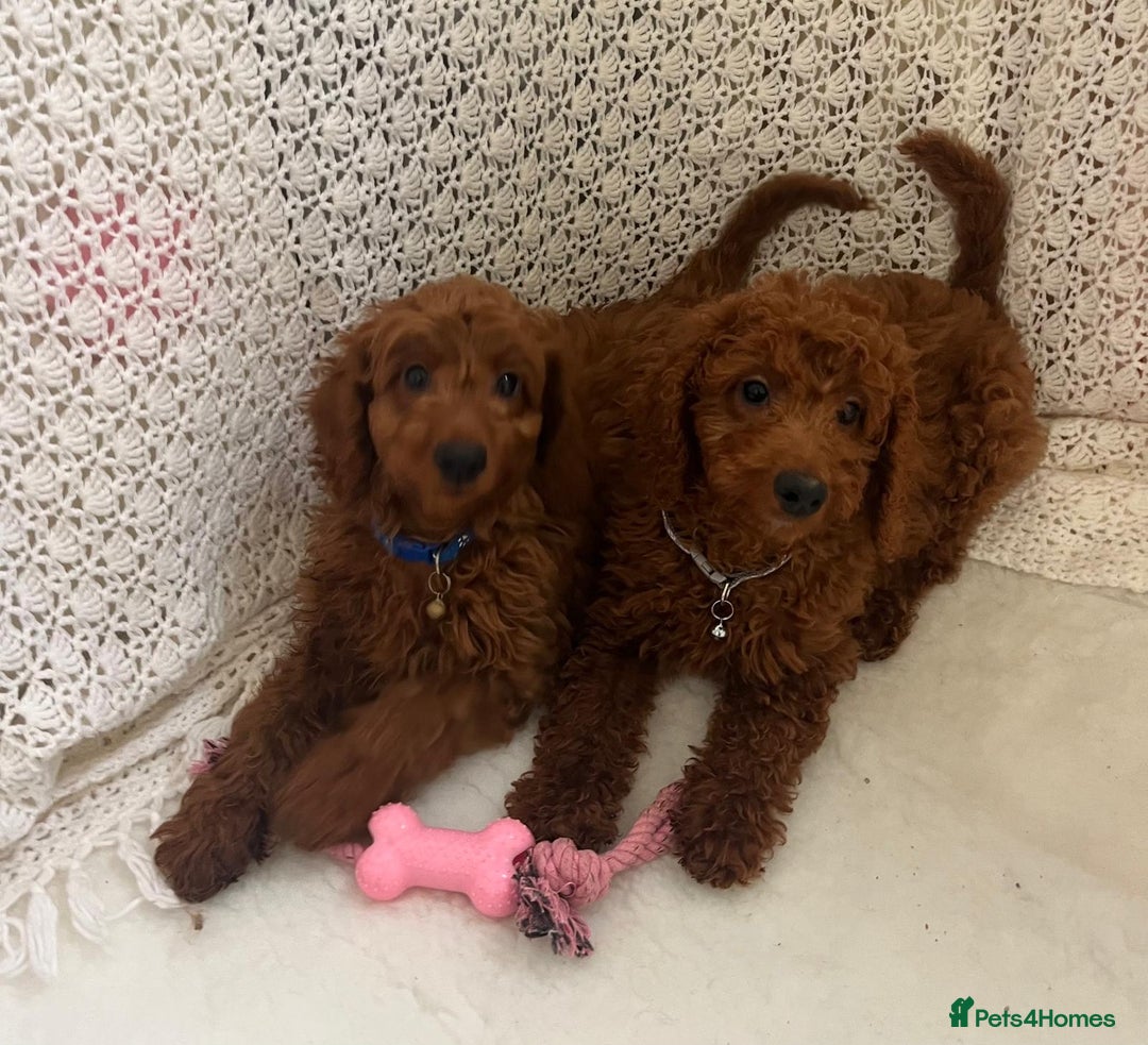 Cavapoo dogs for sale: health tested red cavapoo babies in Goole - Image 2