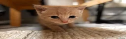 Bengal cats for sale: 5 beautiful mixed Bengal and Russian Angora. - Advert 3