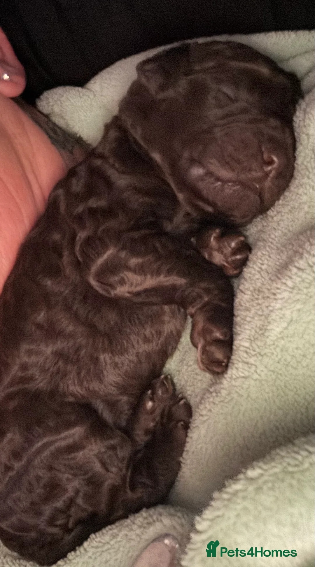 Standard Poodle dogs for sale: Reduced price£1800 Wonderful standard poodle pup’s - Advert 7