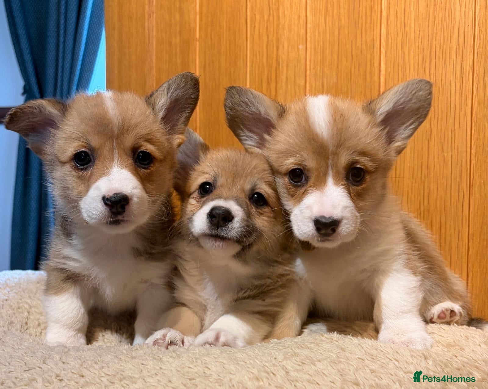Welsh Corgi Pembroke dogs KC reg Welsh Corgi Pembroke puppies - Advert 2