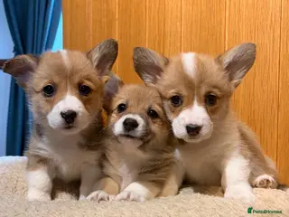 Welsh Corgi Pembroke dogs KC reg Welsh Corgi Pembroke puppies - Advert 2