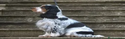 Cocker Spaniel dogs for sale: RKC Cocker Spaniel Puppies - Advert 5