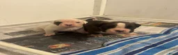 Boxer dogs for sale: Beautiful KC registered boxer puppies in Okehampton - Advert 5