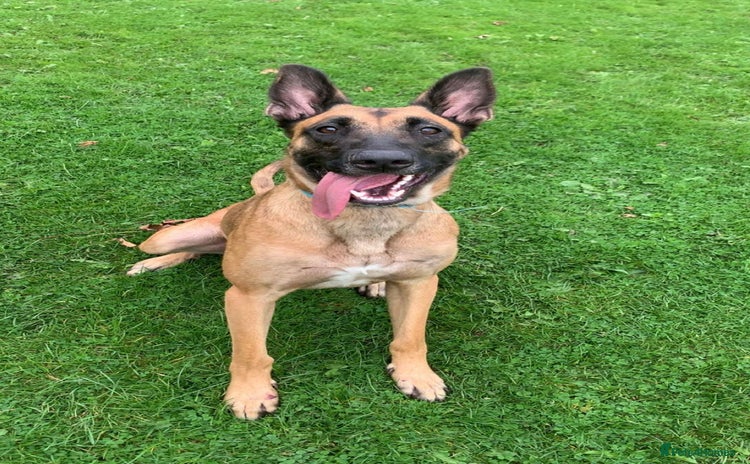 Belgian Shepherd Dog dogs - Advert 3