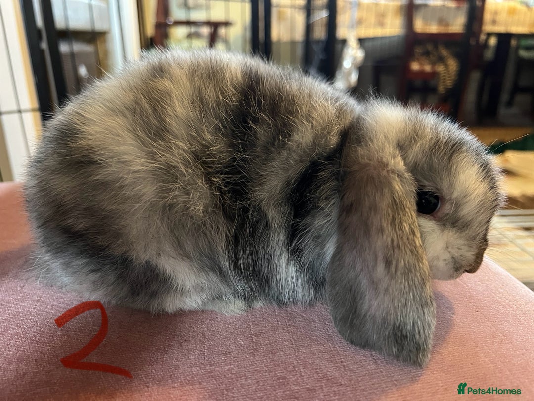 Mini Lop rabbits for sale: A Pair of Stunning Mini Lop Boys - Image 18
