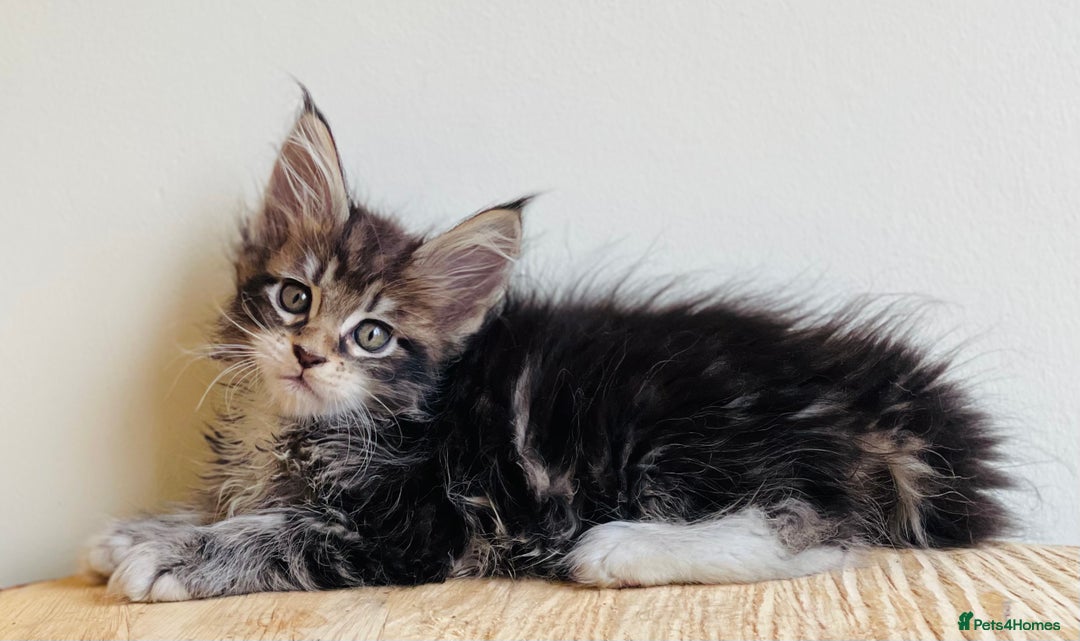 Maine Coon cats for sale: Beautiful pure bread Maine Coon kittens - Image 10