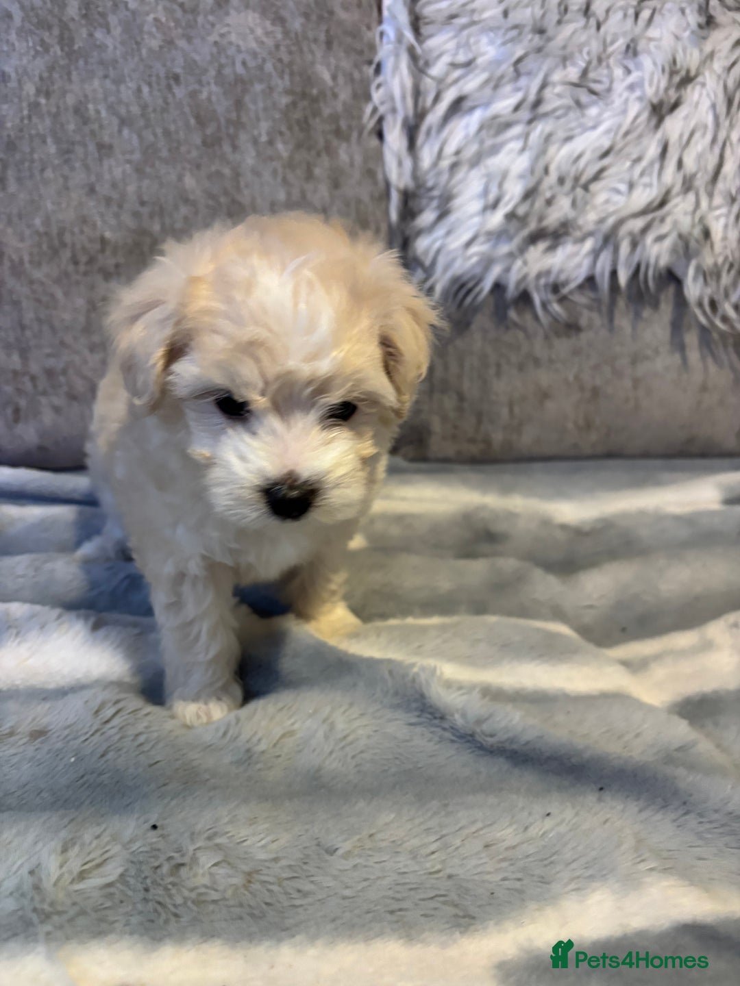 Maltipoo dogs for sale: Beautiful little maltipoo  - Advert 13