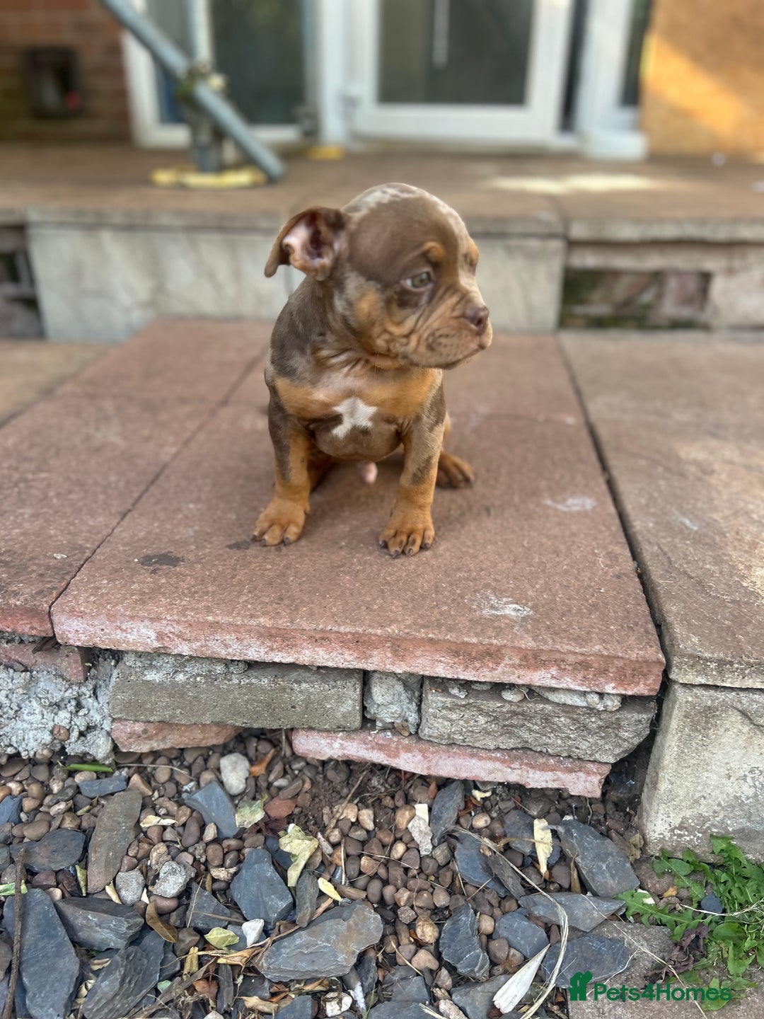 American Bully dogs for sale: 🚨🚨 chocolate tri merls 🚨🚨 - Image 8