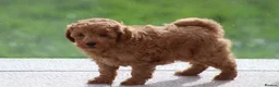 Cavapoochon dogs for sale: Cavapoochon puppies for sale Fox Red  - Advert 31
