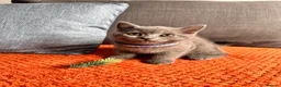 British Shorthair cats for sale: British shorthair kittens  in Skelmersdale - Advert 10