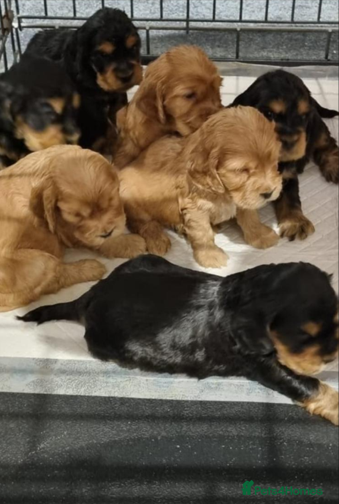 Cocker Spaniel dogs for sale: English Show Cocker Spaniels  - Advert 1