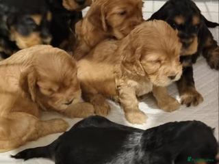 Cocker Spaniel dogs English Show Cocker Spaniels - Advert 7