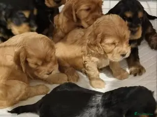 Cocker Spaniel dogs English Show Cocker Spaniels - Advert 4