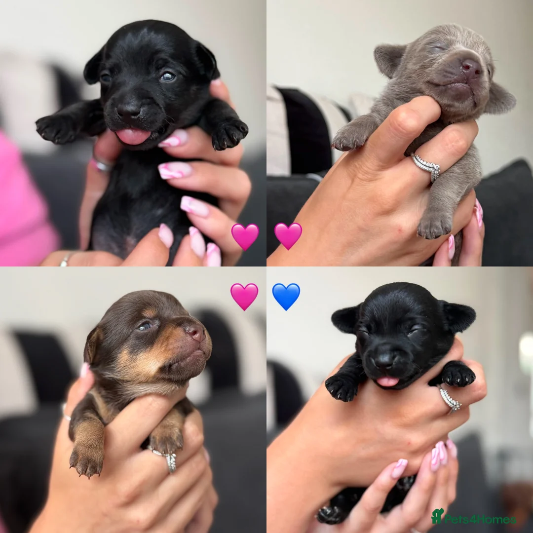Chiweenie dogs for sale: Miniature Dachshund x Chihuahua  - Advert 1