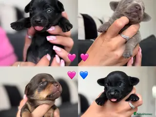 Chiweenie dogs 4 Gorgeous Chiweenies - 3 Girls 1 Boy - Advert 15