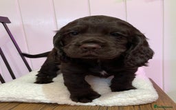 Cocker Spaniel dogs for sale: Stunning male cocker spaniel puppy pedigree - Image 8