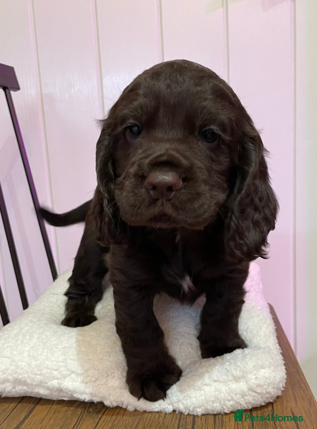 Cocker Spaniel dogs for sale: Stunning male cocker spaniel puppy pedigree - Image 8