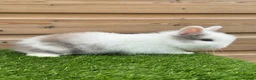 Lionhead rabbits for sale: Beautiful Double Maned Lionheads - Advert 2