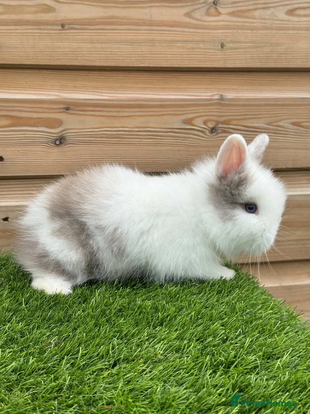 Lionhead rabbits for sale: Beautiful Double Maned Lionheads - Advert 2