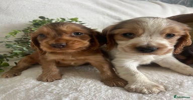 Cocker Spaniel dogs - Advert 8