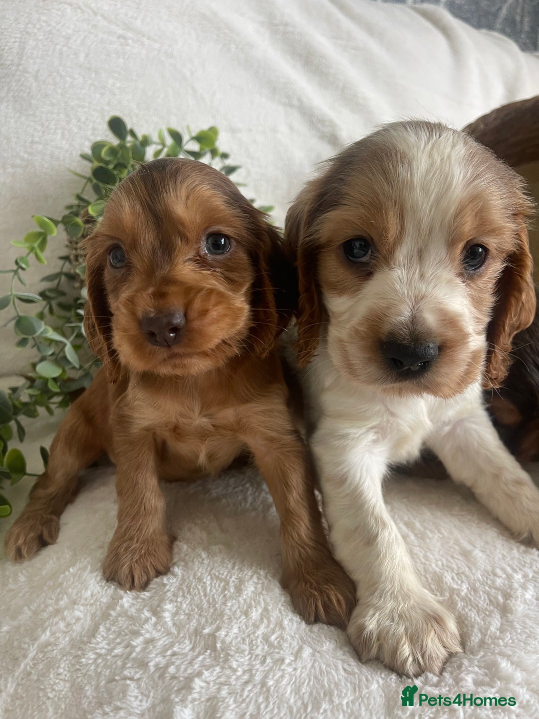 Cocker Spaniel dogs for sale: STUNNING SHOW COCKERS DNA TESTED  - Image 2