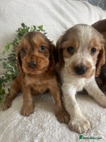 Cocker Spaniel dogs - Advert 1
