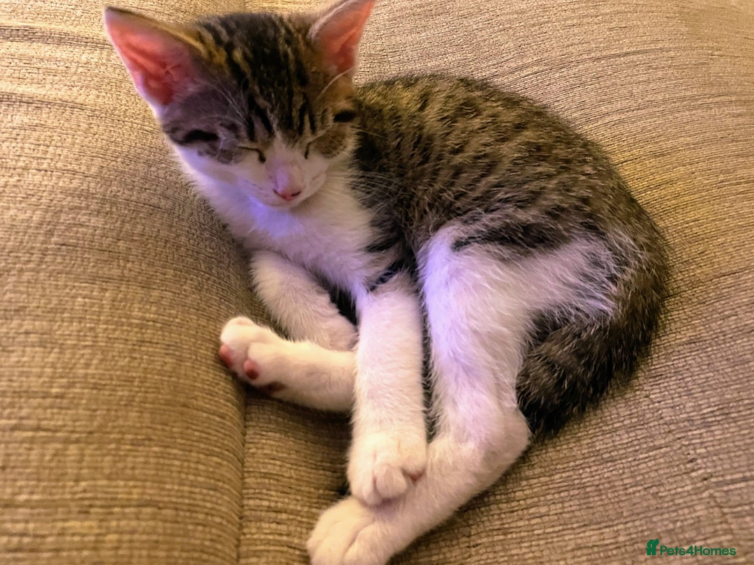 Mixed Breed cats for sale: Mixed Breed Kitten for sale - Image 3
