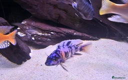 Cichlids fish for sale: African cichlids -  - Image 6