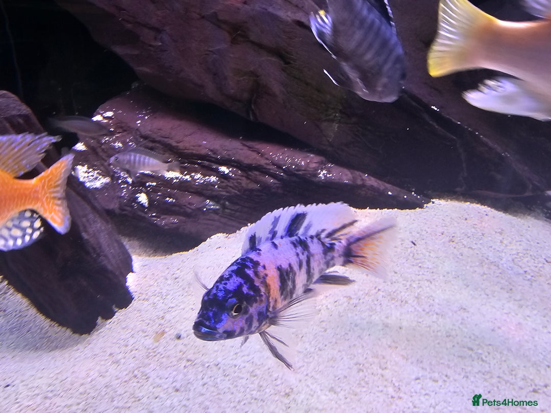 Cichlids fish for sale: African cichlids -  - Image 6