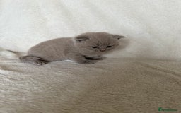 British Shorthair cats for sale: Gorgeous purebred British shorthair kittens - Image 2