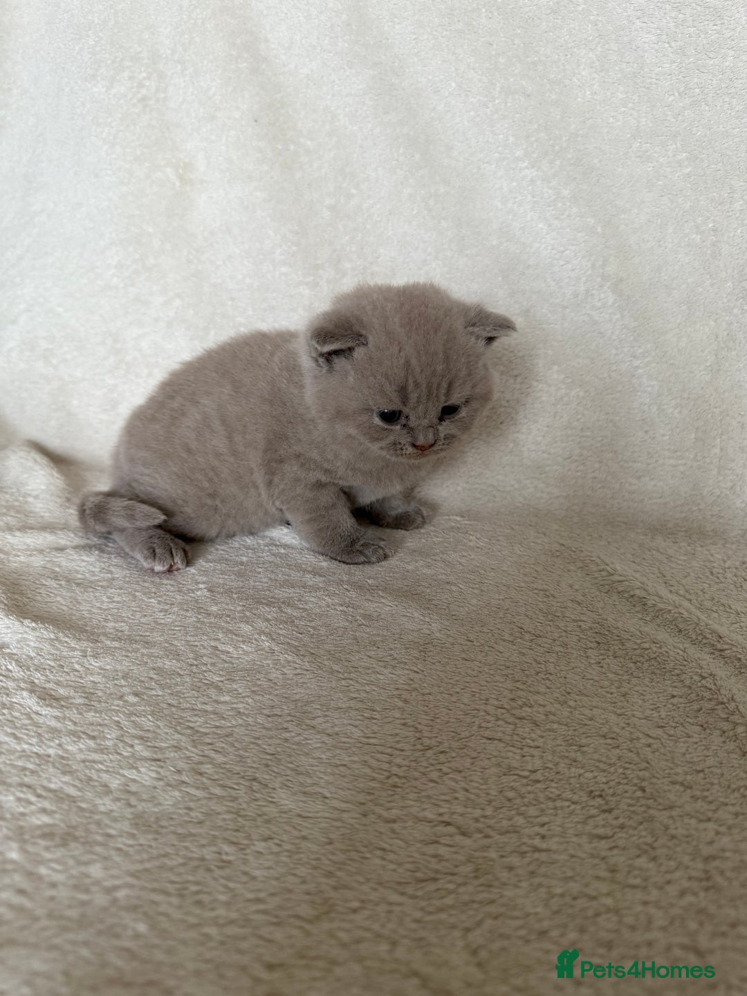 British Shorthair cats for sale: Gorgeous purebred British shorthair kittens - Image 2